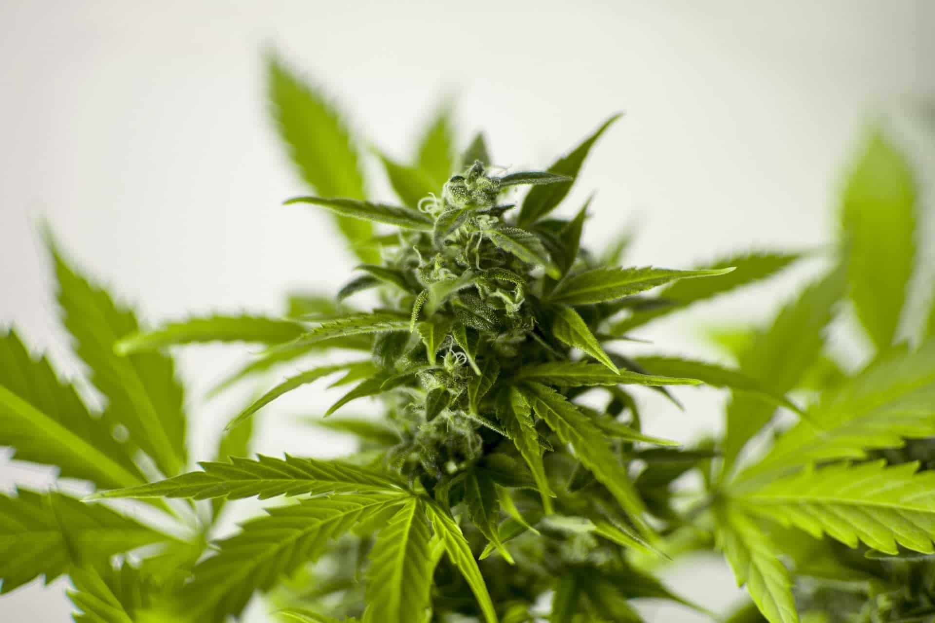 marijuana-plant-hemp-cbd